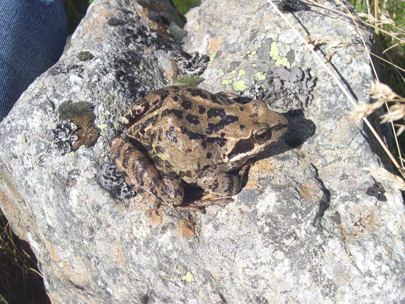 Bombina variegata e Rana temporaria